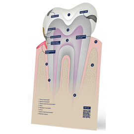 Wild Pharma Макет зуба